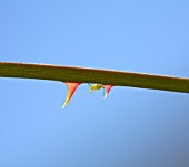 A THORNY PROBLEM,  GREENFLY INFESTING A ROSE STEM