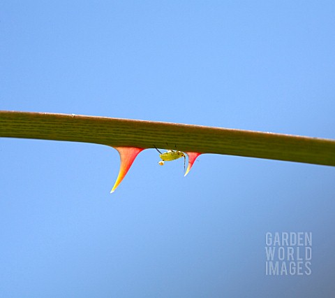 A_THORNY_PROBLEM__GREENFLY_INFESTING_A_ROSE_STEM