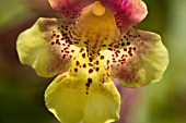 YELLOW MIMULUS,  MONKEY FLOWER