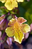 YELLOW MIMULUS MONKEY FLOWER