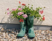 WELLINGTON BOOTS USED AS PLANT CONTAINERS FOR PELARGONIUMS