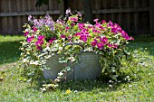 AN OLD TIN BATHTUB USED FOR GROWING CARILLON VIOLET PETUNIA,  TORENIA (WISHBONE) AND TRAILING VARIEGATED IVY,   HEDERA.