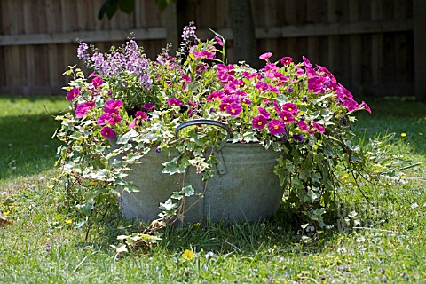 AN_OLD_TIN_BATHTUB_USED_FOR_GROWING_CARILLON_VIOLET_PETUNIA__TORENIA_WISHBONE_AND_TRAILING_VARIEGATE