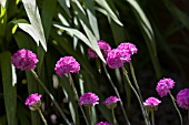 ARMERIA,  DUSSELDORF PRIDE IN FRONT OF THE FOLIAGE FROM THE CROCOSMIA,  JACKANAPES.