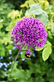 ALLIUM HOLLANDICUM,  PURPLE SENSATION WITH BEE