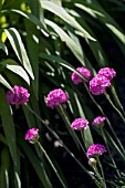 ARMERIA,  DUSSELDORF PRIDE IN FRONT OF THE FOLIAGE FROM THE CROCOSMIA,  JACKANAPES.