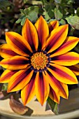 GAZANIA FLOWER HEAD