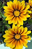 YELLOW GAZANIA FLOWERS