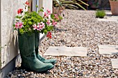 WELLINGTON BOOTS USED AS PLANT CONTAINERS FOR PELARGONIUMS