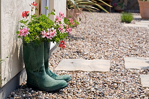 WELLINGTON_BOOTS_USED_AS_PLANT_CONTAINERS_FOR_PELARGONIUMS