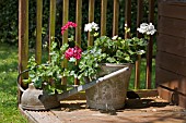 PELARGONIUMS IN UNUSUAL CONTAINERS,  A BUCKET AND AN OLD WATERING CAN