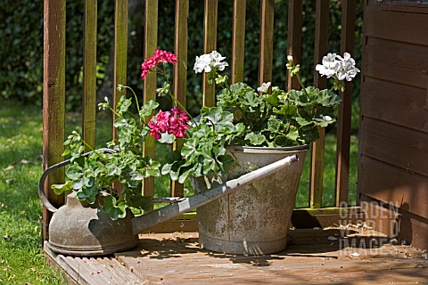 PELARGONIUMS_IN_UNUSUAL_CONTAINERS__A_BUCKET_AND_AN_OLD_WATERING_CAN