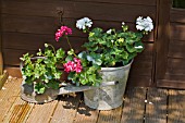 PELAGONIUMS IN UNUSUAL CONTAINERS,  A BUCKET AND AN OLD WATERING CAN