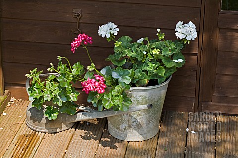 PELAGONIUMS_IN_UNUSUAL_CONTAINERS__A_BUCKET_AND_AN_OLD_WATERING_CAN