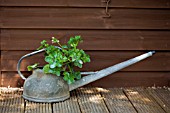 PELARGONIUM IN AN OLD WATERING CAN.