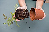 REPOTTING A MINIATURE ROSE,  ROSA. TAKING OUT THE PLANT TO EXPOSE THE ROOTS