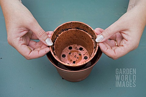 REPOTTING_A_MINIATURE_ROSE_ROSA_CHECKING_THE_SIZE_OF_THE_NEW_POT_AGAINST_THE_OLD_ONE