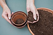 REPOTTING A MINIATURE ROSE,  ROSA. PUTTING COMPOST AROUND THE OLD POT TO MAKE AN IMPRESSION FOR THE PLANT TO SIT IN.