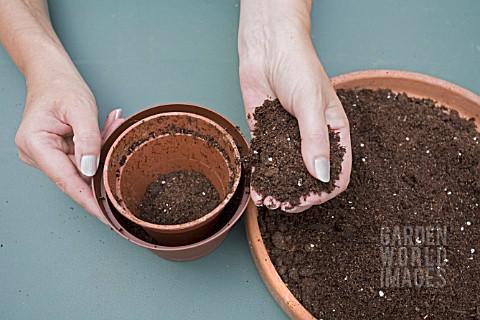 REPOTTING_A_MINIATURE_ROSE__ROSA_PUTTING_COMPOST_AROUND_THE_OLD_POT_TO_MAKE_AN_IMPRESSION_FOR_THE_PL