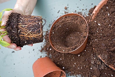 REPOTTING_A_MINIATURE_ROSE_ROSA_THIS_SHOWS_THE_NEW_POT_READY_TO_RECEIVE_THE_PLANT