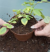 REPOTTING A MINIATURE ROSE. ROSA. FIRMING DOWN THE COMPOST