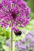 ALLIUM HOLLANDICUM,  PURPLE SENSATION WITH BEE