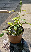 REPOTTING A MINIATURE ROSE,  ROSA. WATERING THE PLANT