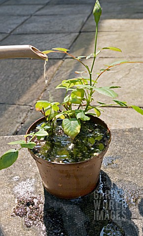REPOTTING_A_MINIATURE_ROSE__ROSA_WATERING_THE_PLANT