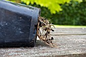 REPOTTING MAGILLA PERILLA VANILLA. SHOWS THE ROOTS GROWING OUT OF THE BOTTOM OF THE CONTAINER.