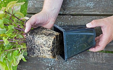 REPOTTING_MAGILLA__PERILLA_VANILLA_REMOVING_FROM_POT