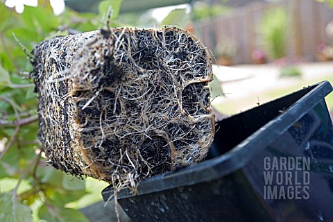 REPOTTING_MAGILLA__PERILLA_VANILLA_EXPOSING_THE_ROOTBALL
