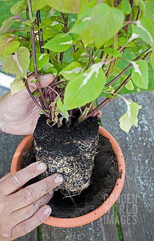 REPOTTING_MAGILLA__PERILLA_VANILLA