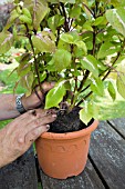 REPOTTING MAGILLA,  PERILLA VANILLA. CENTERING THE PLANT