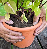 REPOTTING MAGILLA,  PERILLA VANILLA. FIRMING DOWN THE SOIL.