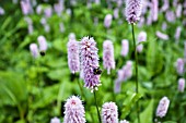 PERSICARIA SUPERBA WITH BEES GATHERING NECTAR