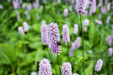 PERSICARIA_SUPERBA_WITH_BEES_GATHERING_NECTAR