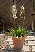 A YUCCA FLACCIDA IN THE RIGHT CONDITIONS WILL FLOWER WITH BRILLIANT WHITE BELL LIKE FLOWERS