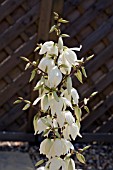 A YUCCA FLACCIDA IN FLOWER