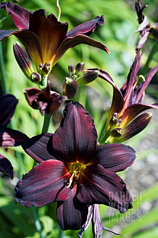 HEMEROCALLIS_AMERICAN_REVOLUTION