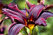 HEMEROCALLIS AMERICAN REVOLUTION