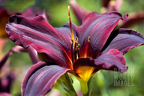 HEMEROCALLIS_AMERICAN_REVOLUTION