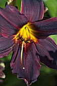 HEMEROCALLIS AMERICAN REVOLUTION