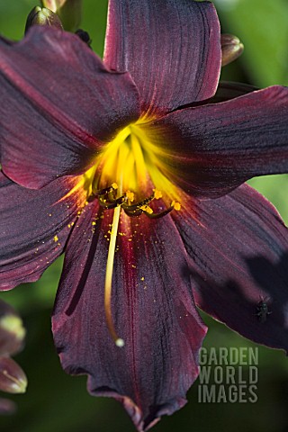 HEMEROCALLIS_AMERICAN_REVOLUTION