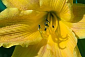 HEMEROCALLIS BURNING DAYLIGHT