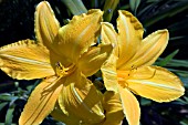 HEMEROCALLIS MARION VAUGHN