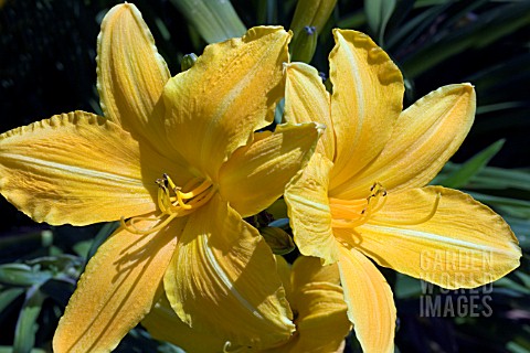 HEMEROCALLIS_MARION_VAUGHN