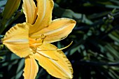 HEMEROCALLIS MARION VAUGHN