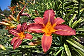 HEMEROCALLIS SP.