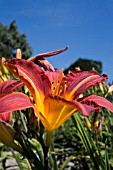 HEMEROCALLIS SP.