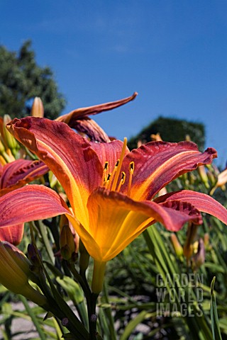 HEMEROCALLIS_SP